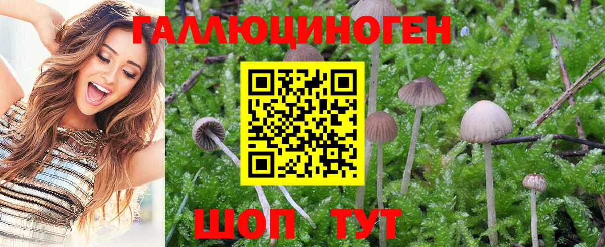 Псилоцибиновые грибы GOLDEN TEACHER  Галлюциногенные грибы ЛСД  Вход с VPN  Хасавюрт 